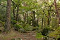 Canencia Senda ecol&oacute;gica