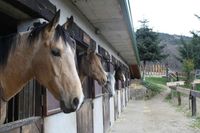 Cercedilla Los Ciruelos 6