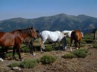 Fuenfria 47_subida_a_penna_aguila copia_1