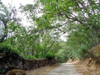 El Bosque de la herrería