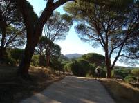 Ruta 1. R&iacute;o Cofio detalle del bosque de pinos