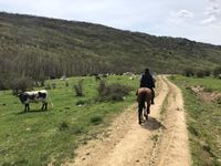 Buitrago Centro Hípico