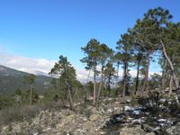 Arboles singulares