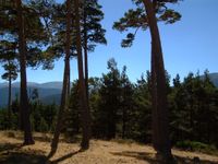 Pinares de Valsa&iacute;n