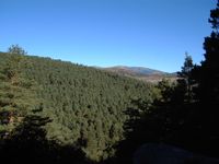 Bosque en el Puerto de Canencia