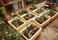 cactus-comprimida-1280x882